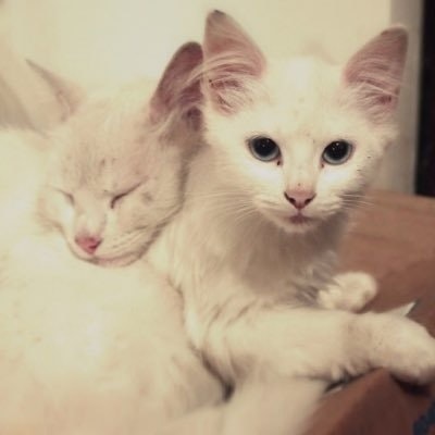 Van Dyck Sir Anthony