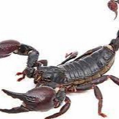 Nằm mơ thấy bò cạp