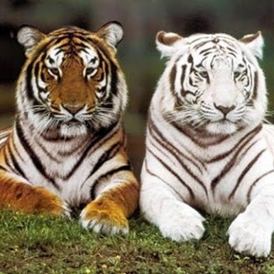 Nằm mơ thấy con cọp