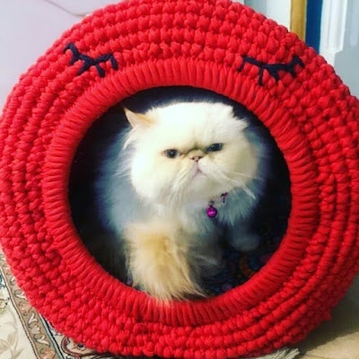 cat_cute_senjed_family