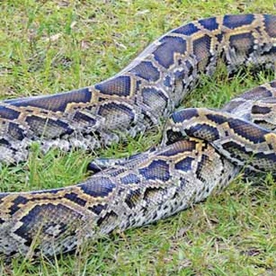 Nằm mơ thấy con trăn