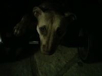 Kieren Louie Mota Amorim