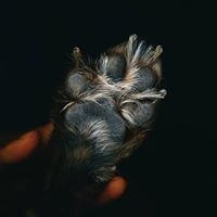 Carlos Zevallos Trigoso