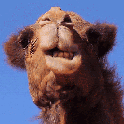 ProductHunt profile picture for @camels