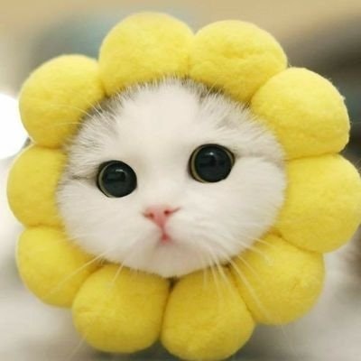 today is lucky🍀 || unlimited freetag❤