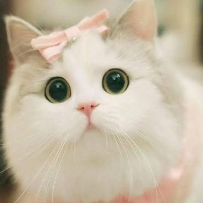 Kucing yang Beruntung