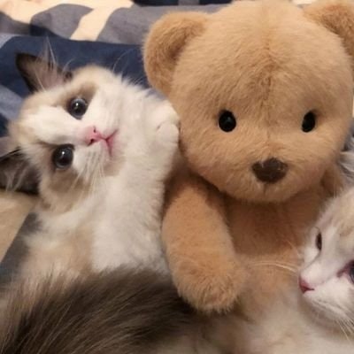 miw di sini🔮 | free tag🍀