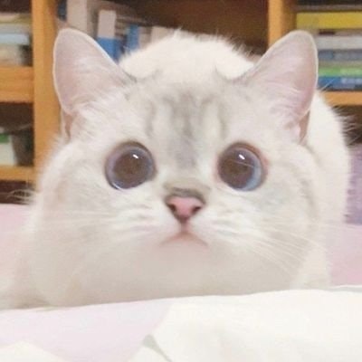 Nurul bigwin hari ini! freetag