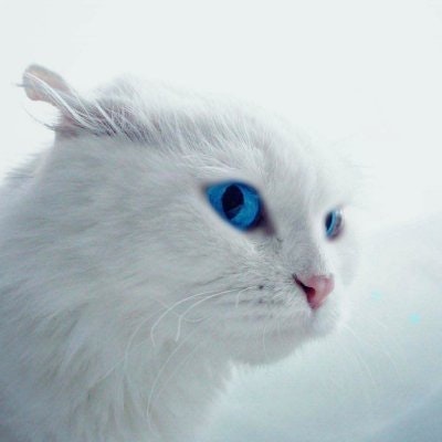 Andrew Masyuta (🐶,🐶)