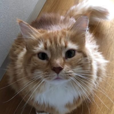 猫好きチョコちゃん