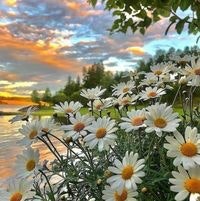 Ասյա Պողոսյան