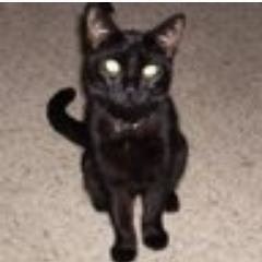 Full Steam Calliope!