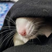 Birgit Trettensteiner