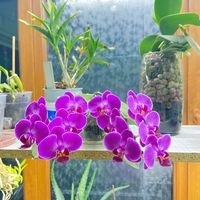 Խոլորձները Հայաստանում