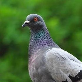 do_pigeon