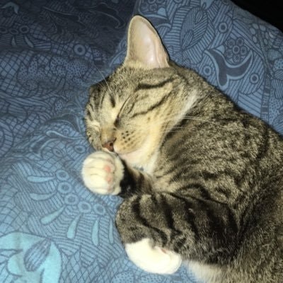 Толмачев павел