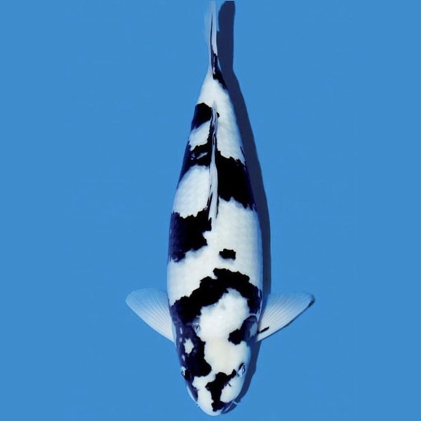 King Koi Farm