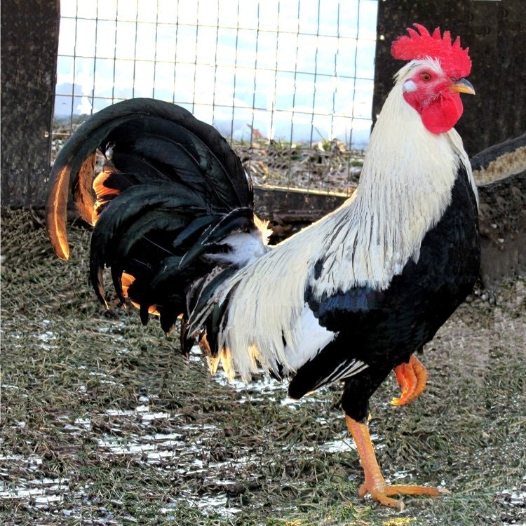 Roosters for sale