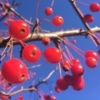 Katerina Fialkovskaya