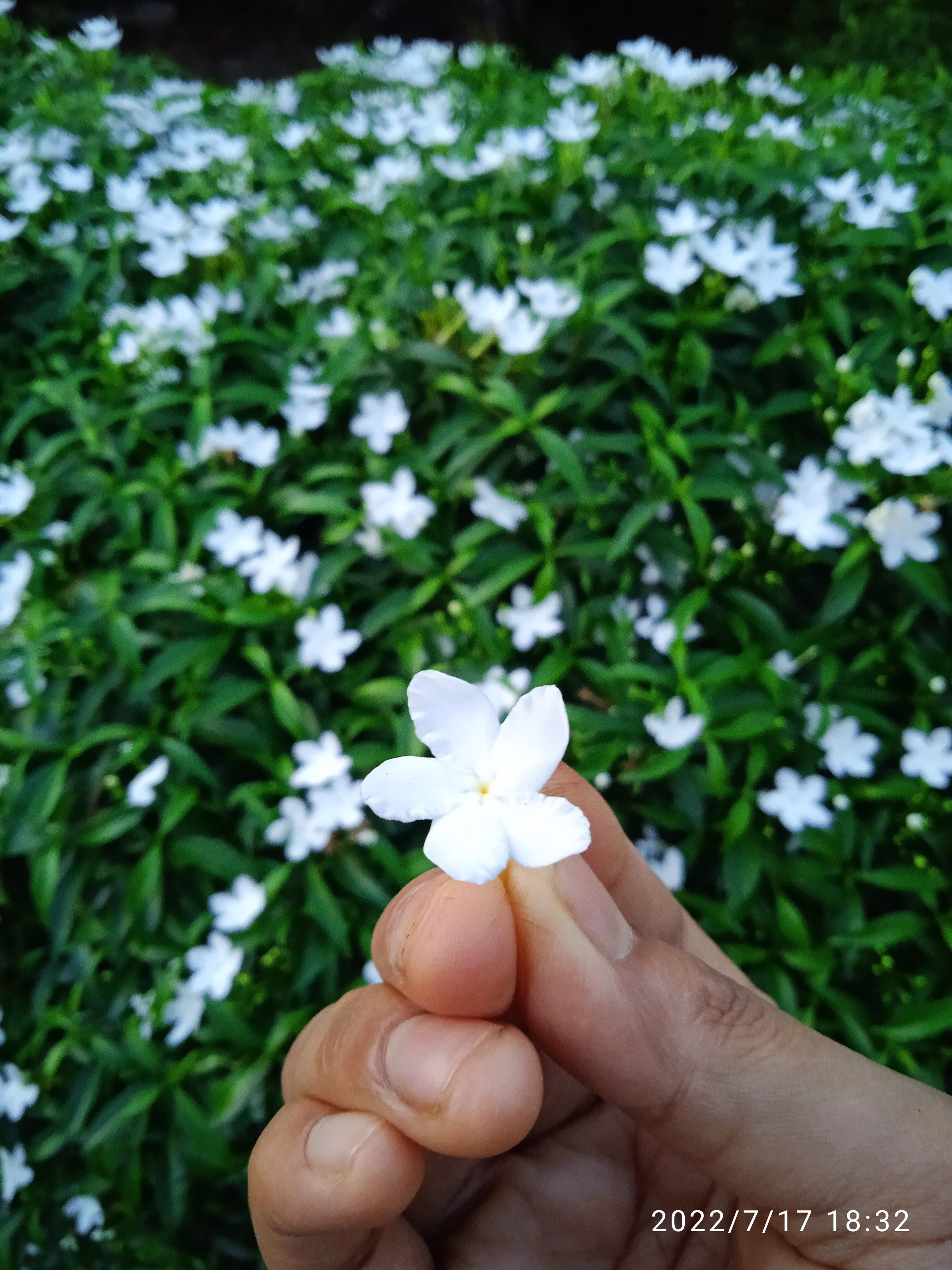 Jhumki Pal