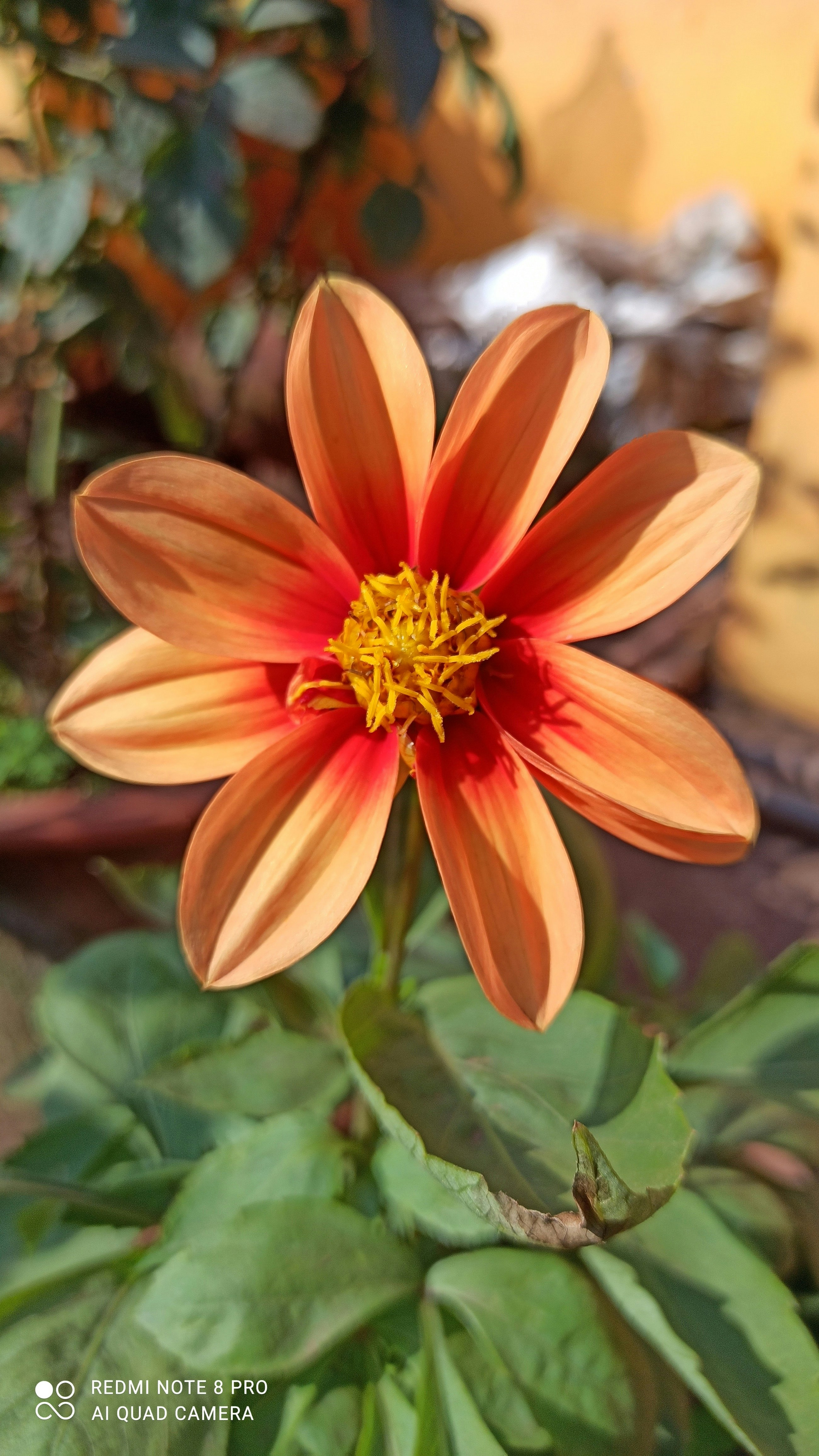 Saioni sandy Chakraborty1