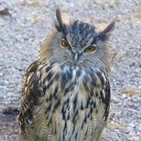 Colleen Keown Reichert