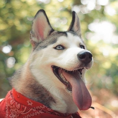 Хаски с гор