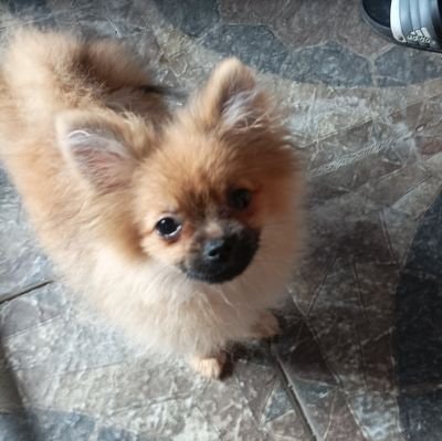 Sylviana Purwahariyanto