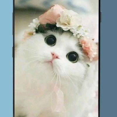 Bismillah Bigwin Congrats Freetag 🏆🏆🏆