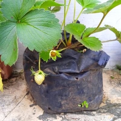 🍓🍓🍓 Strawberry 🍓🍓🍓