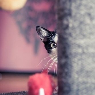 ♡⃛Azz♡⃛❁ freetag ❁