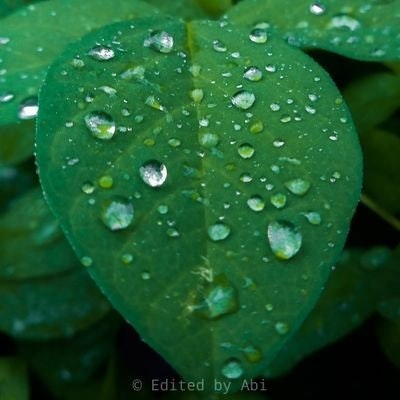 AdigangAdigungAdiguna