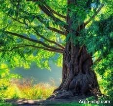 majid4913.wallet(🔭,🔺)- Pea🦄.bit 👏✌️