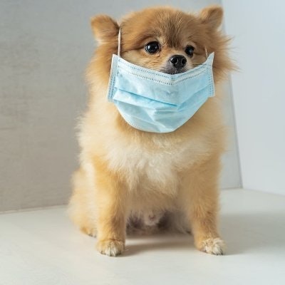 mianbao(🐇,🎩) (📜,🤝)