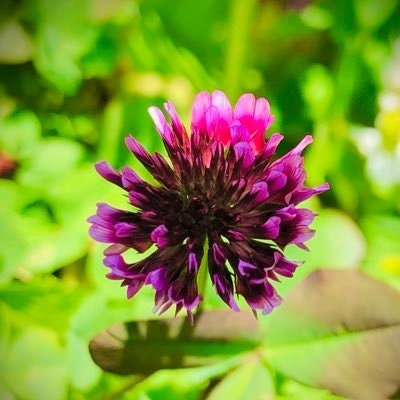 かたばみクローバー