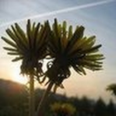 Павел Логинов