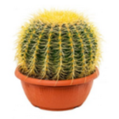 Кактус Колючий