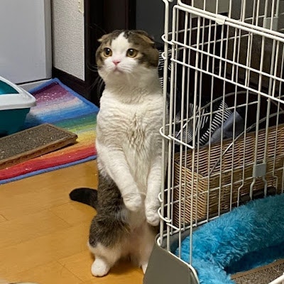 ぶたおさん『へるだい』