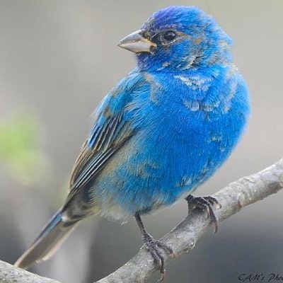 Indigo_sleepagotchiMOD