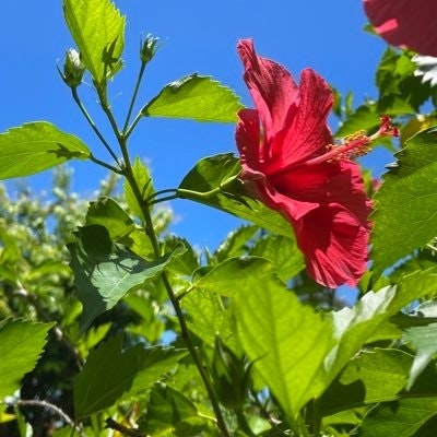 🇯🇵misa STEPN 👟月末Giveway