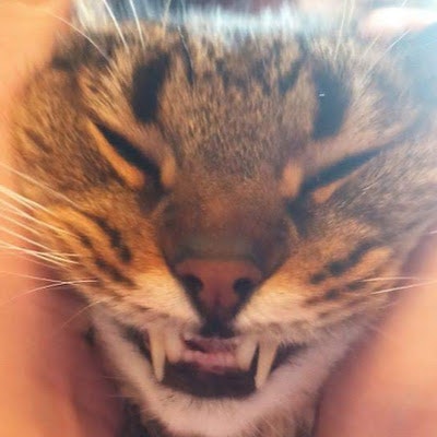 Виталий Герасимов