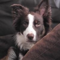 Alessandro Ottogalli