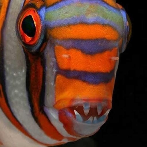 Бутылкомёт Цукермана