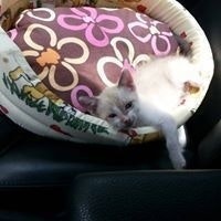 Florentin Alexandru H