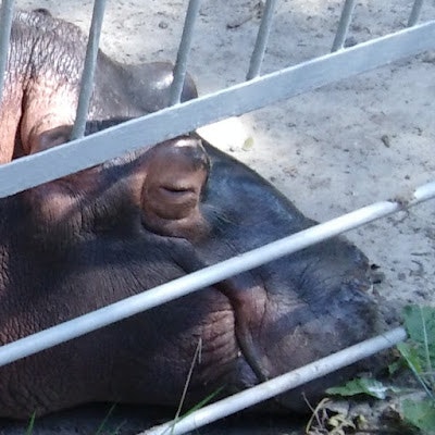 Максим Марамзин