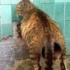 گربه مال استریت