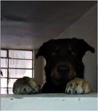 Asdrubal Rxtnt Mejia