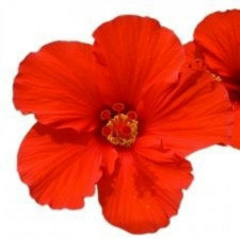 AKisstoBuildaDreamOn