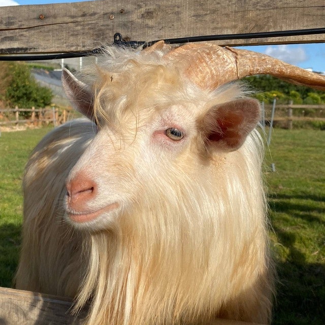 goldengoat