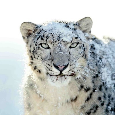 Chaitanya kumar Alluri